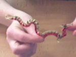 Random-Eastern_Dragon_small.jpg