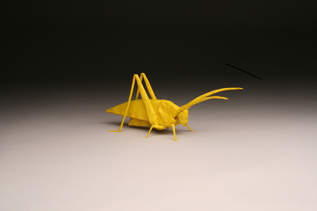 Katydid HP, opus 629 designed and folded by Robert Lang